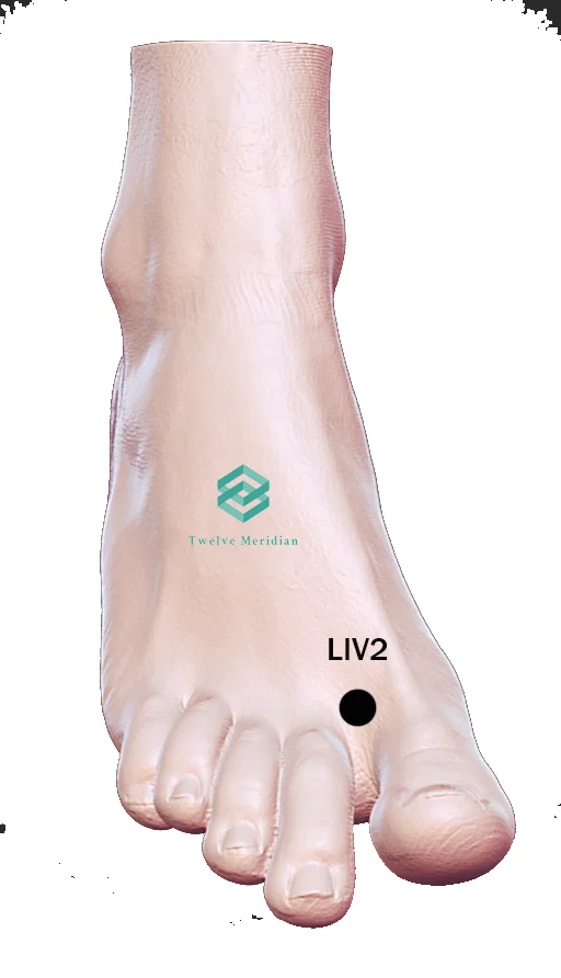 liv2-acupressure-point-for-thyroid