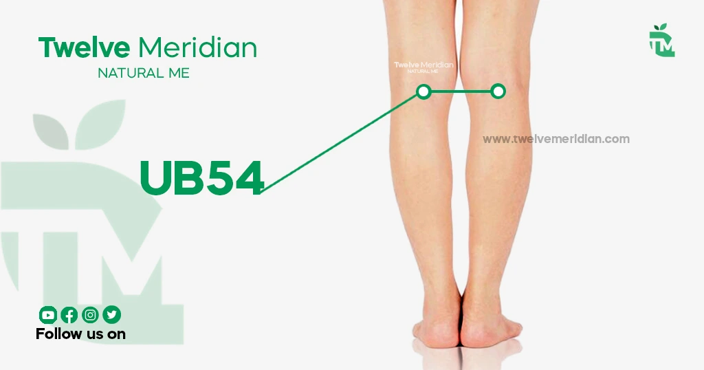 UB54-acupuncture-point-for-lower-back-pain