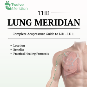 the lung meridian - Twelve Meridian